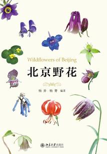 燕红的故事